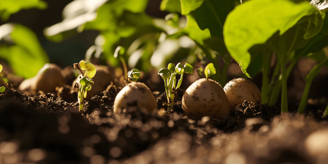 Freshly harvested potatoes being sorted before curing and storage