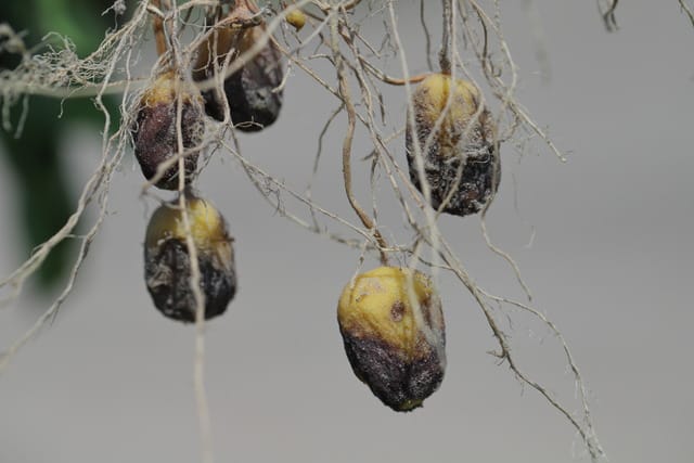 Potato blight or late blight is serious potato and tomato disease causes by a fungus-like microorganism Phytophthora infestans an oomycete or water mold. Symptoms on tubers