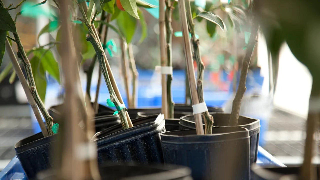 Young trees in black nursery pots