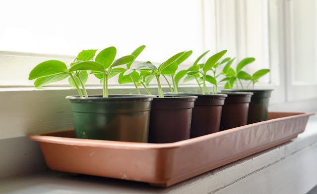 Potted Cucumber Plants on Window Sill