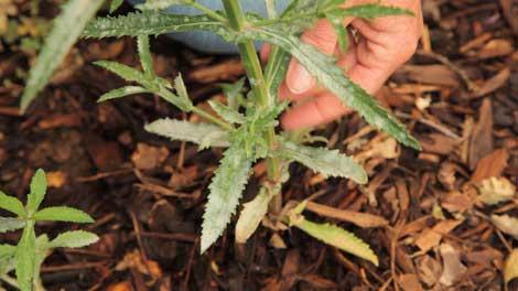 Hand inspecting a plant with powdery mildew