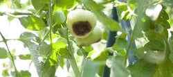 Green pepper showing blossom-end rot
