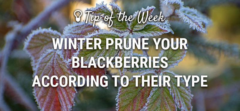 Winter blackberry pruning guide graphic