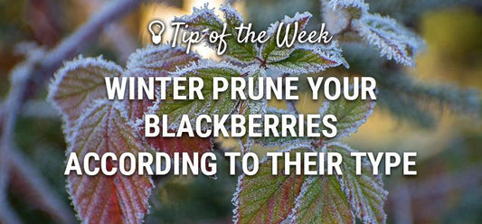 Winter blackberry pruning guide graphic