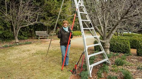 Woman pruning a dormant fruit tree beside a ladder