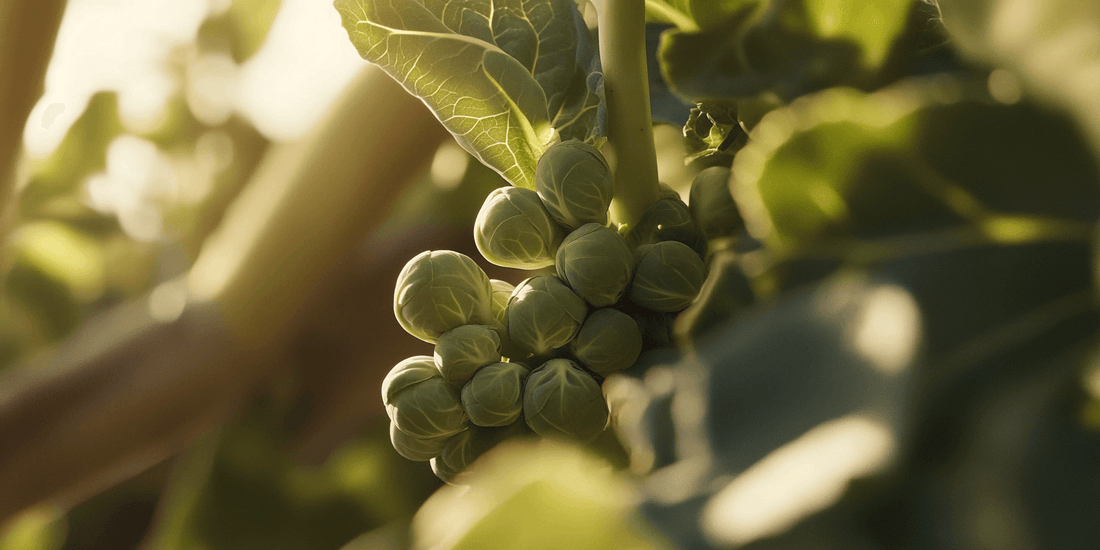 Close view of Brussels sprouts on a stalk