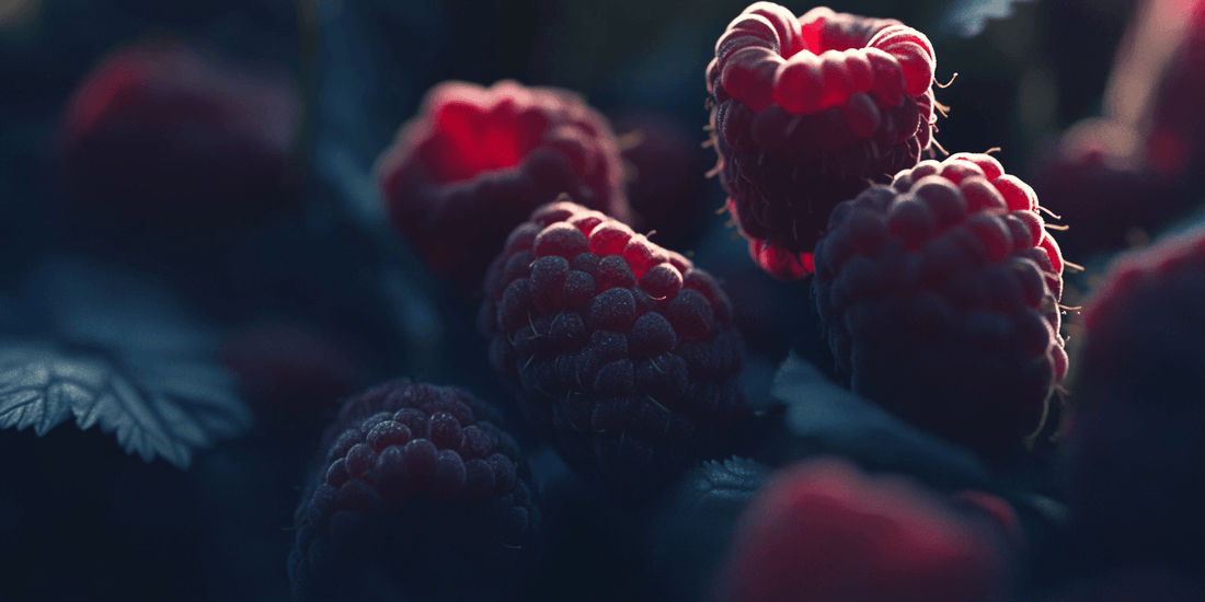 Ripe red raspberries on a raspberry cane