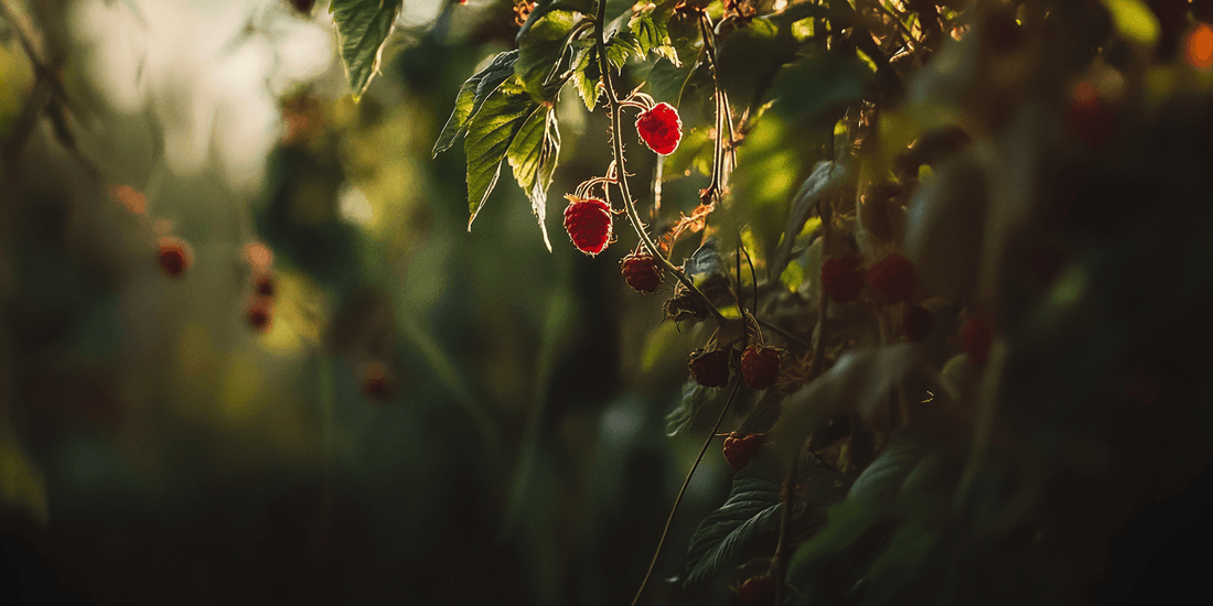 Ripe red raspberries hanging among leaves