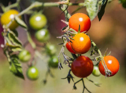Red Cherry Tomatoes