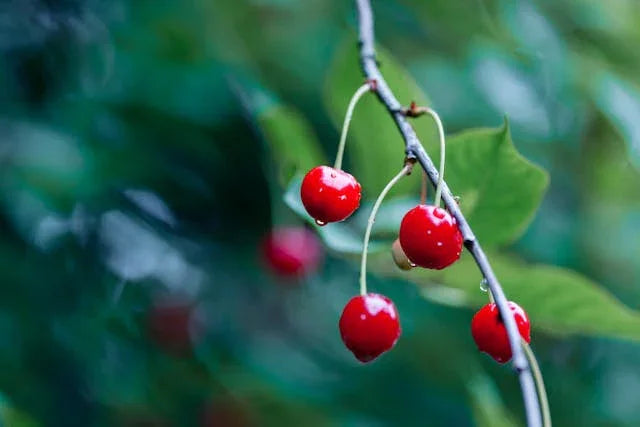 Red Cherry on Tree Branch