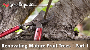 Renovating Mature Fruit Trees - Part 1