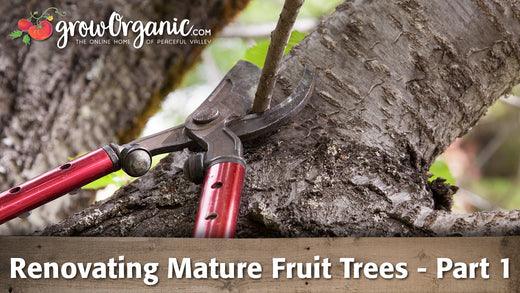 Fruit-tree renovation guide graphic with a pruning saw