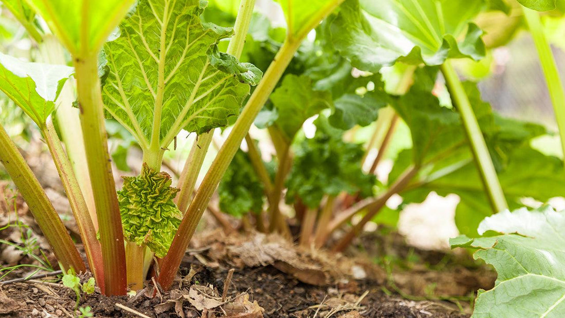 Rhubarb plant growing in the ground.