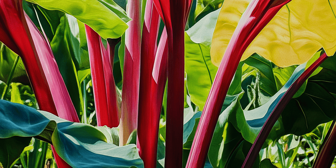 Red rhubarb stalks with green leaves