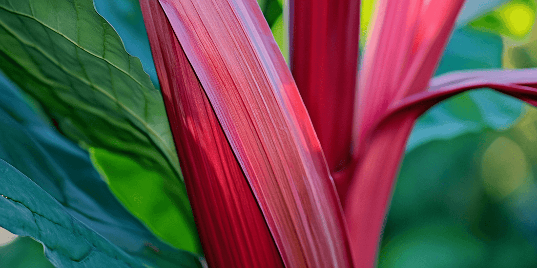 Close view of red rhubarb stalks