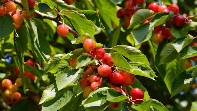 Ripe Cherries on Tree Branch in Normandie