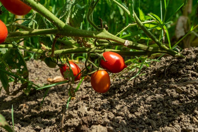 Ripe Tomatoes on the Vine in a Sunlit Garden