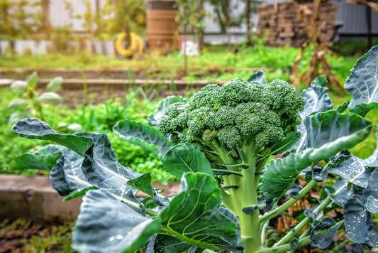 Ripe green organic broccoli in the vegetable garden