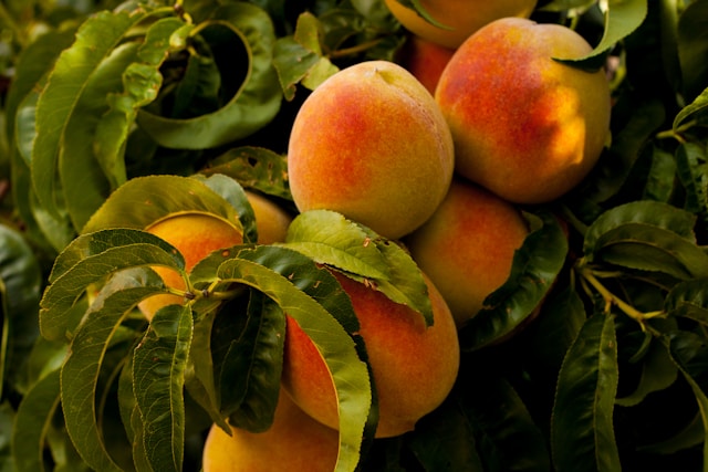 How Much Water Does a Peach Tree Need: Peach Tree Care