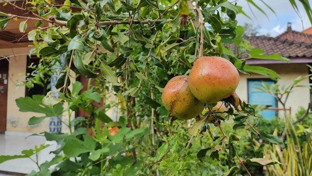 Ripe pomegranates growing on a healthy tree