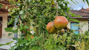 How to Grow a Pomegranate Tree from Start to Harvest