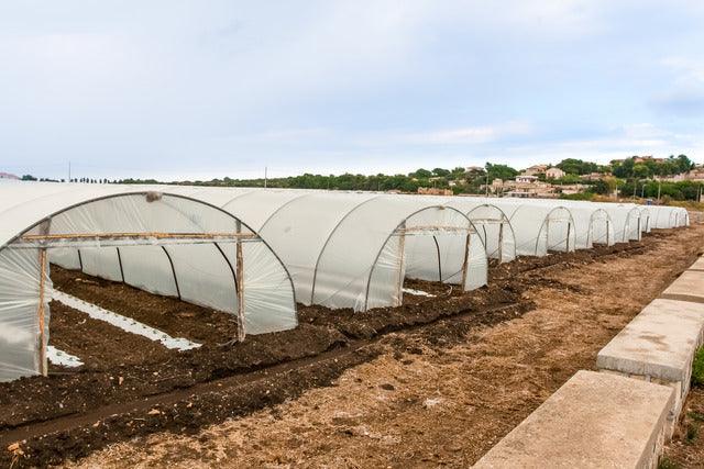 Rows of white hoop houses in a field