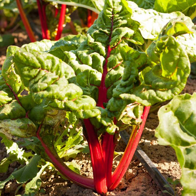 Bright red-stemmed chard growing in a garden