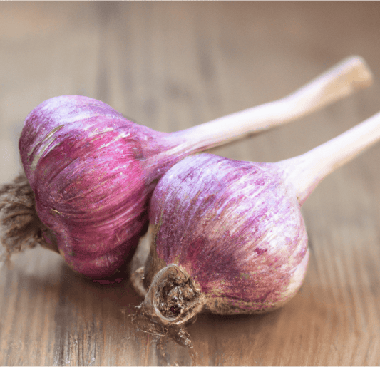 Russian Red Garlic