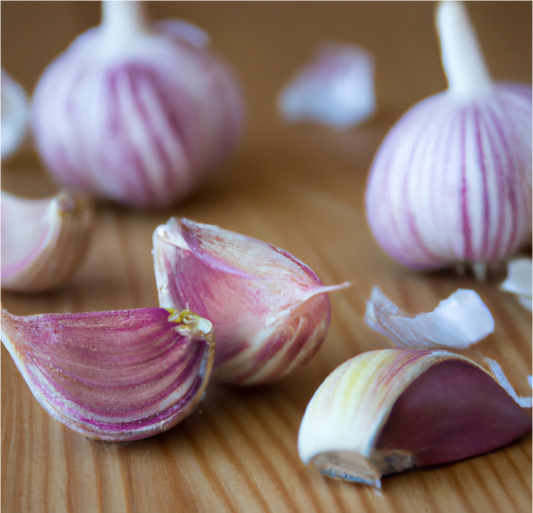 Growing Russian Red Garlic