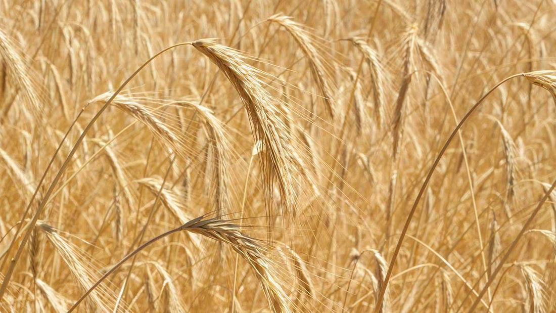 Ripe grain heads in a golden field