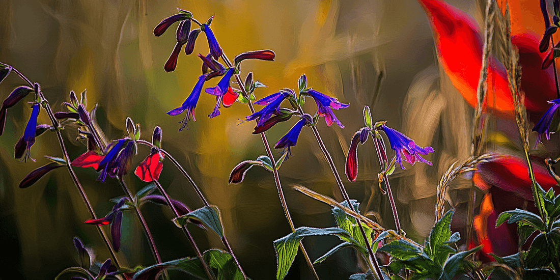 Blue and red salvia flowers