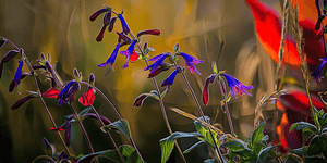 Attracting Pollinators with Salvia: A Vibrant and Sustainable Garden Guide