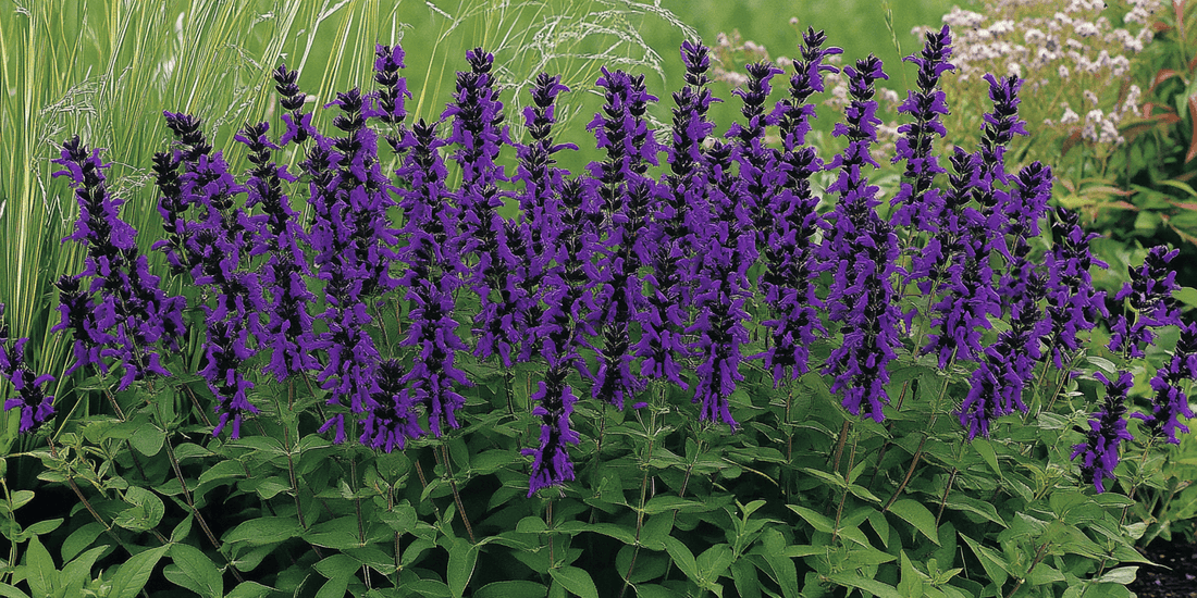 Seasonal Care for Perennial Salvia: A Year-Round Guide - Grow Organic