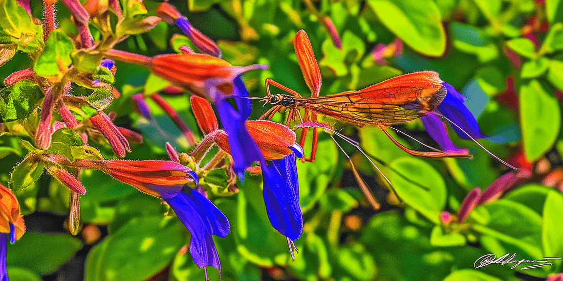 Red and blue salvia flower spikes