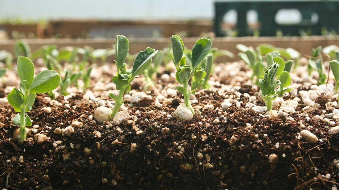 New seedlings emerging from dark soil