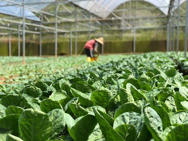 Rows of leafy greens inside a greenhouse