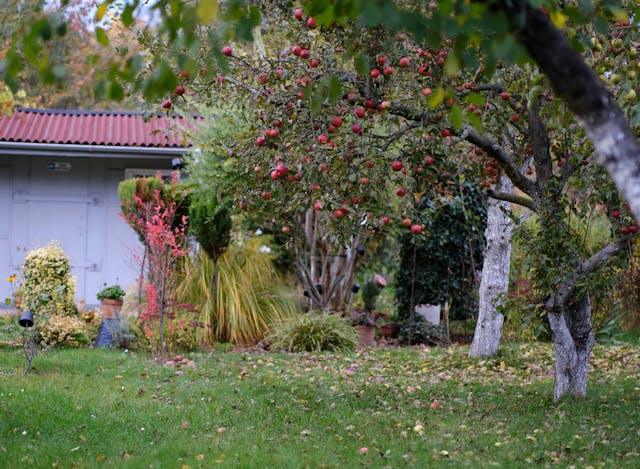 Compact apple orchard representing small-garden tree options