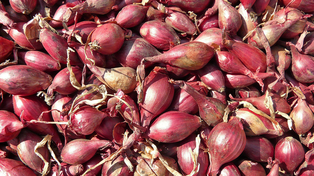 Harvested Red Shallots
