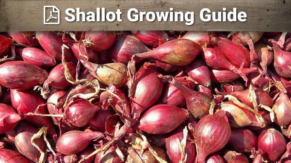 Shallot growing guide graphic over red shallots
