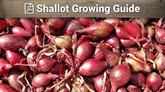 Shallot growing guide graphic over red shallots