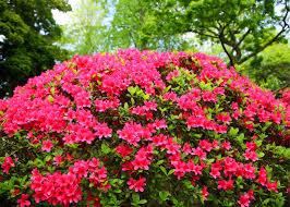 Boost Your Blooms with Organic Fertilizers - Grow Organic