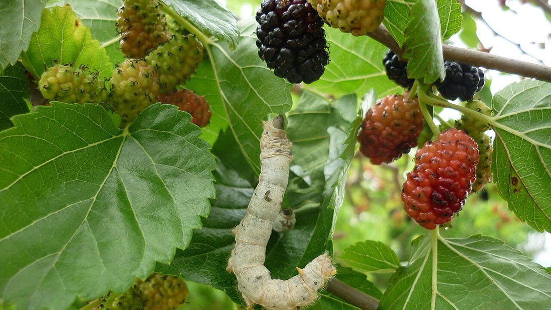 Silkworm feeding on a fresh mulberry leaf