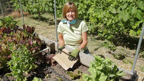 Gardener kneeling beside a raised bed during slug control