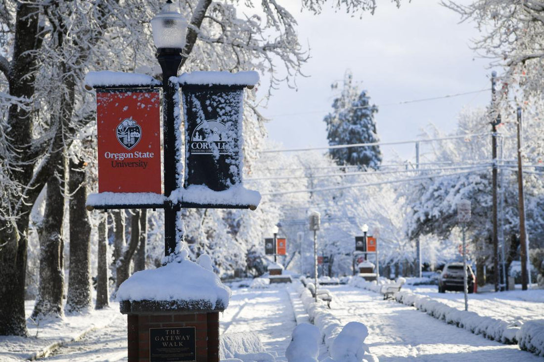Snow-covered street and trees in winter