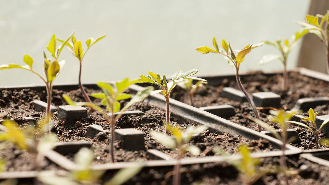 Young vegetable seedlings growing in small cells