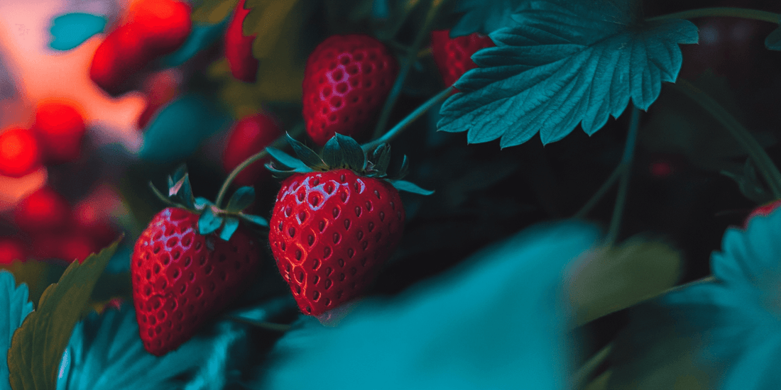 Ripe strawberries among dark green leaves