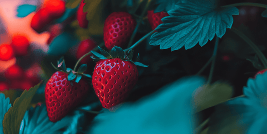 Ripe strawberries among dark green leaves