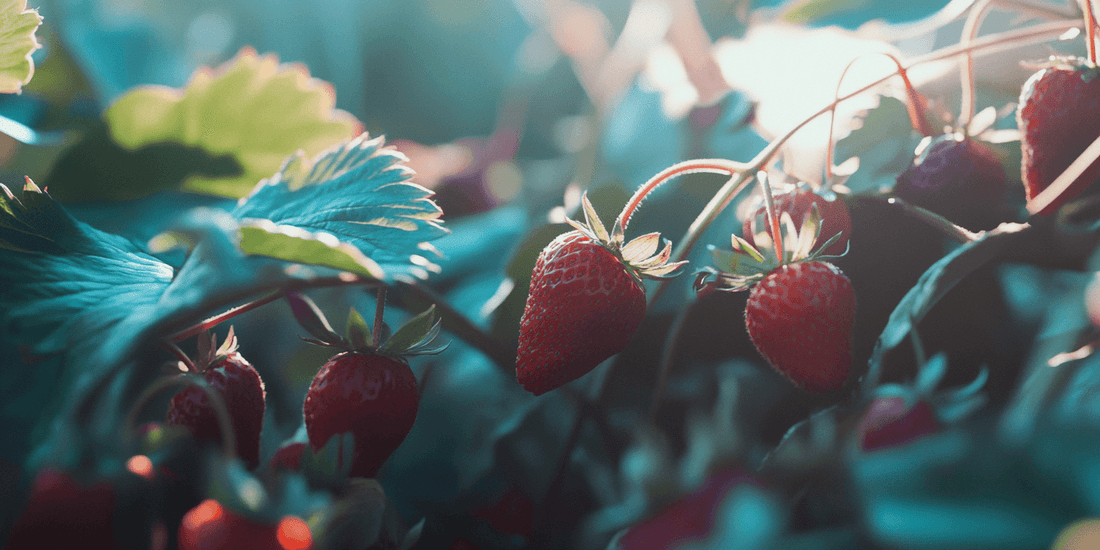 Ripe strawberries hanging from plants
