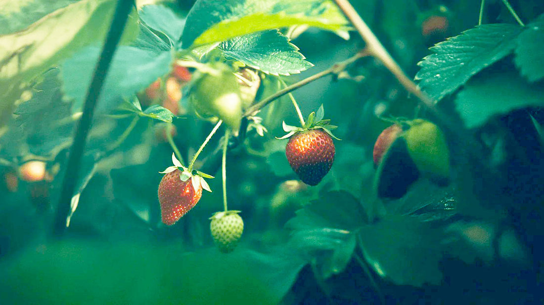 Strawberry Garden Guide: Grow Strawberries in Containers