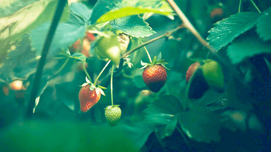 Strawberry Garden Guide: Grow Strawberries in Containers